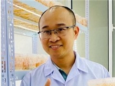 Đông trùng hạ thảo nuôi trên côn trùng ăn được cho hiệu quả sinh học vượt trội 